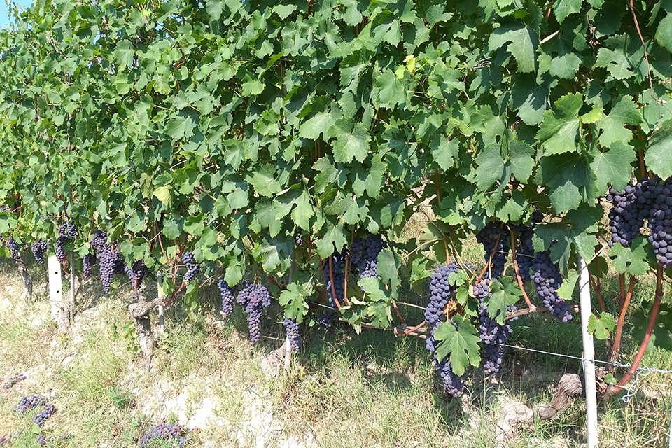Vigneti