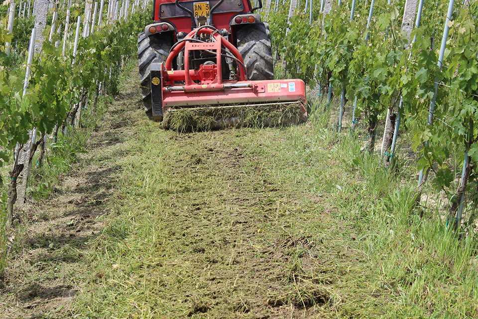 Vigneti