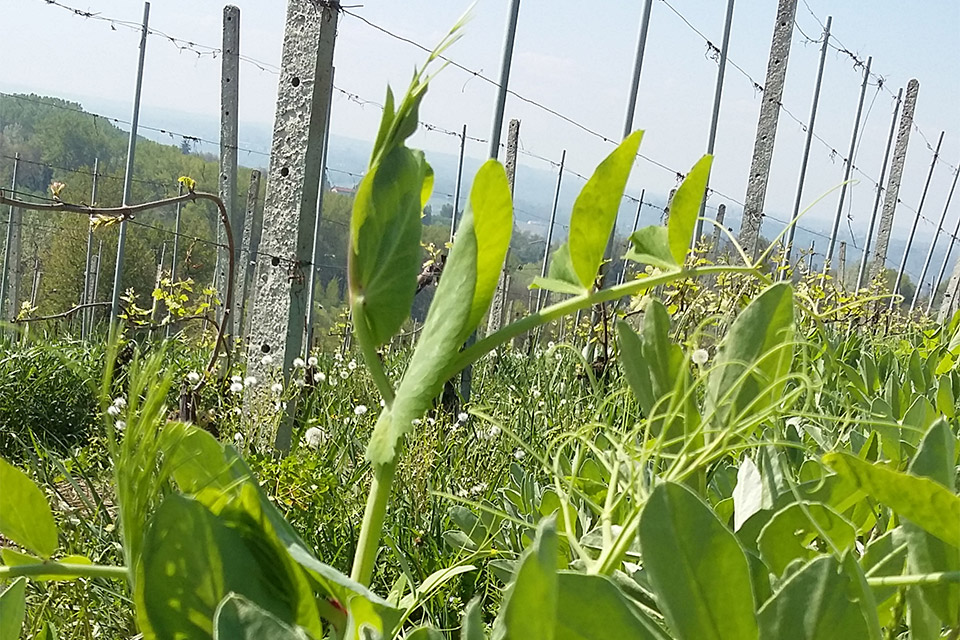 Vigneti