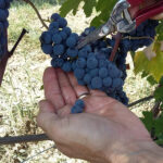 Vigneti