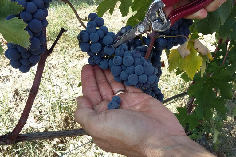 Vigneti