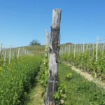 Vigneti