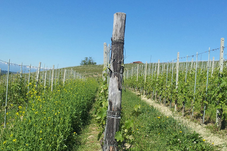 Vigneti