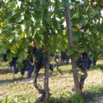 Vigneti