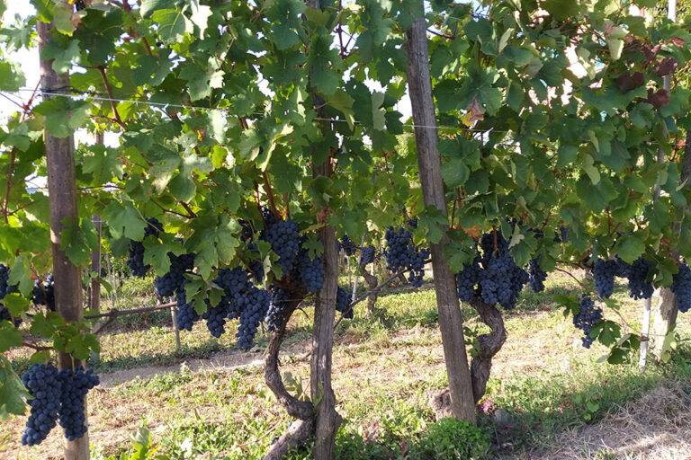 Vigneti